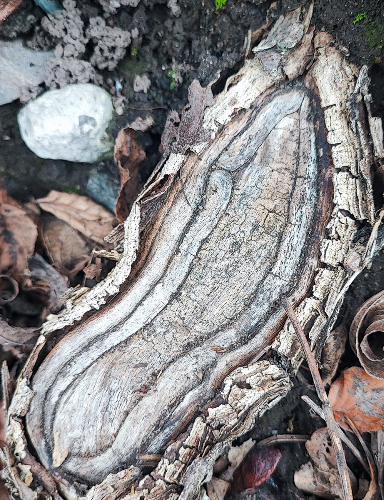 Minimalistisch "Baumwurzel"
Manni
Schlüsselwörter: 2026