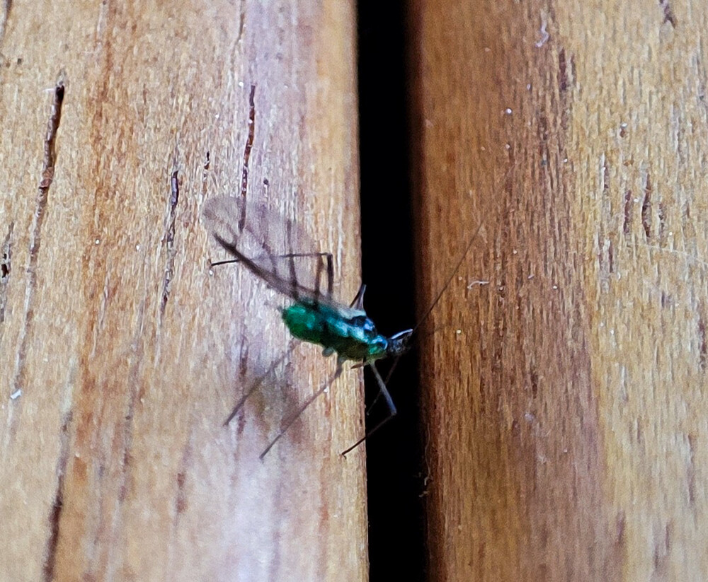 Minimalistisch "Minifliege"
Manni
Schlüsselwörter: 2023