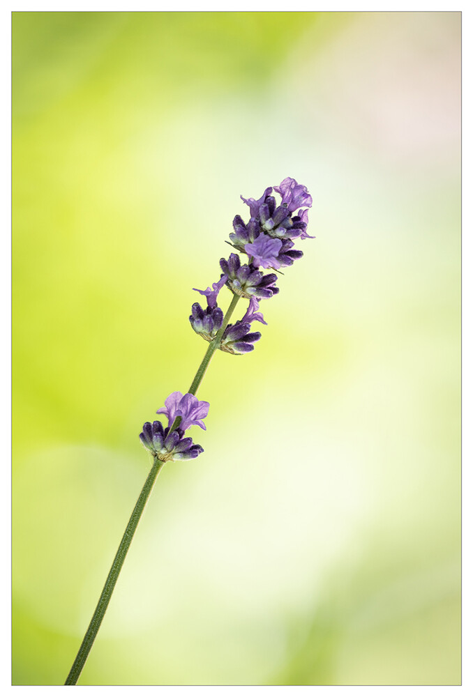 Minimalistisch "Lavendel"
Marianne
Schlüsselwörter: 2023