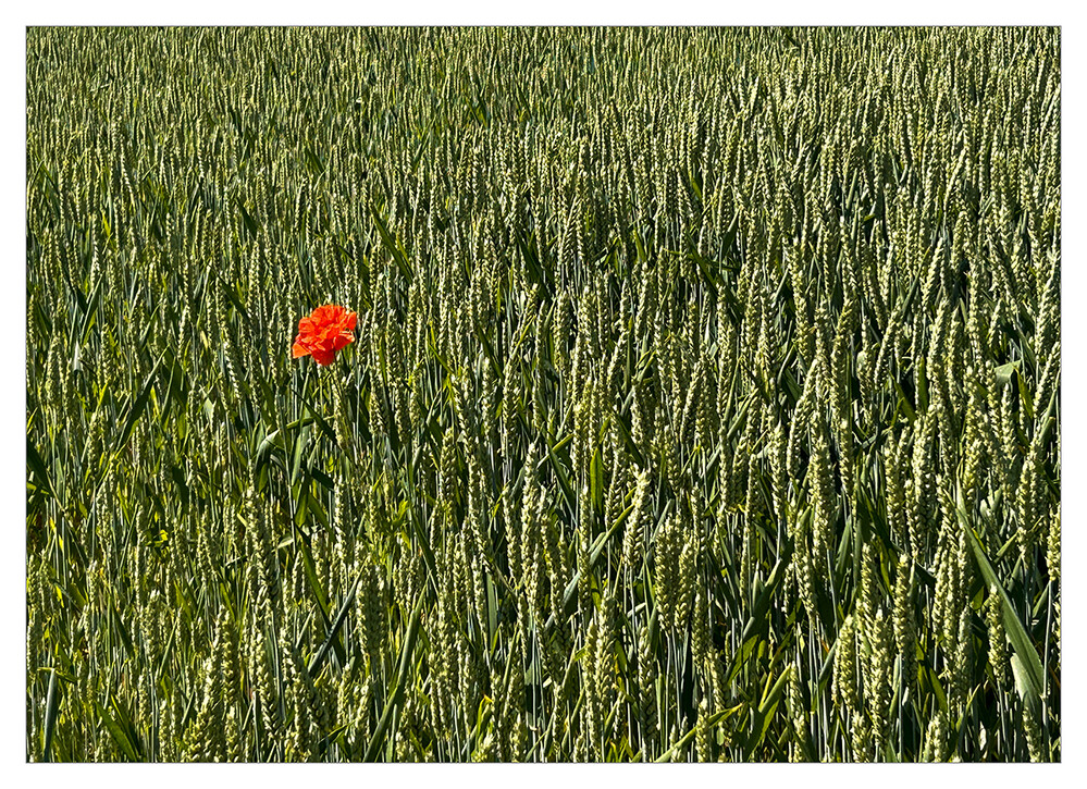 Minimalistisch "Rot"
Marianne
Schlüsselwörter: 2023