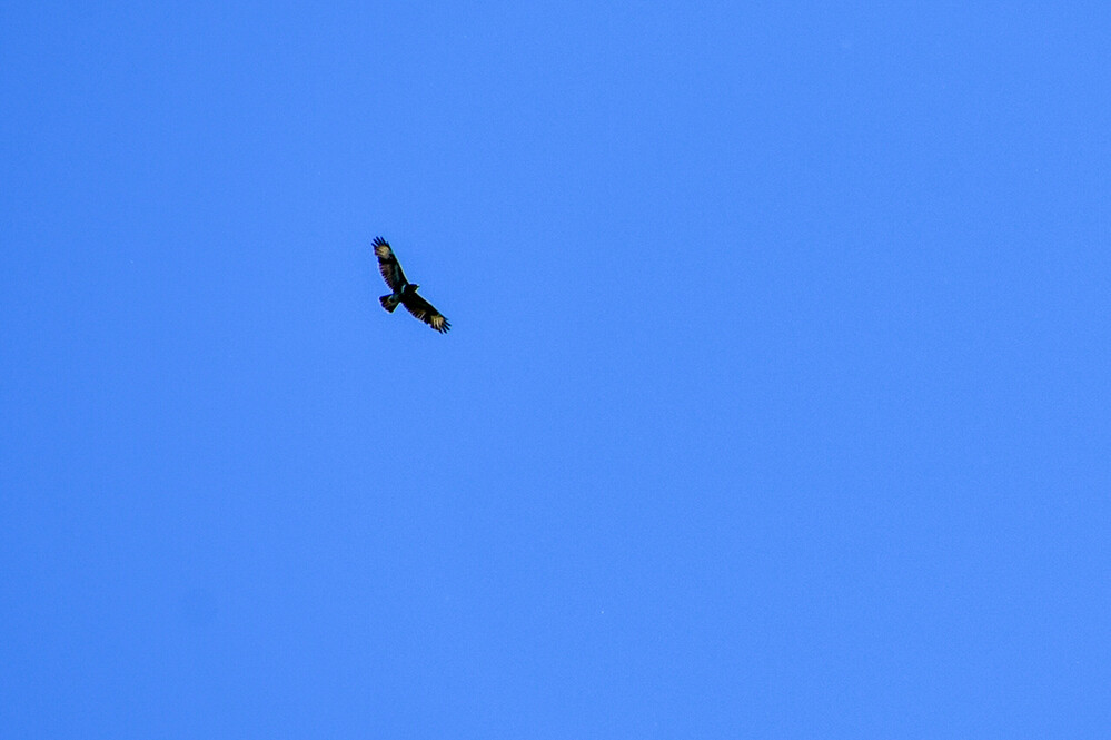 Minimalistisch „Vogel“
Roland
Schlüsselwörter: 2023