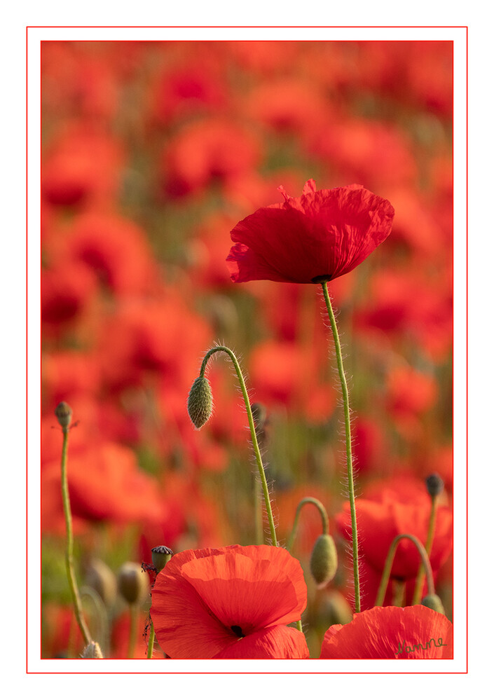 Klatschmohn
Der Klatschmohn (Papaver rhoeas), auch Mohnblume oder Klatschrose genannt, ist eine Pflanzenart aus der Gattung Mohn (Papaver) innerhalb der Familie der Mohngewächse (Papaveraceae). laut Wikipedia
Schlüsselwörter: roter Mohn