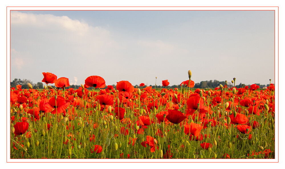 Klatschmohnfeld
Der Klatschmohn ist eine sommergrüne, einjährige bis zweijährige krautige Pflanze, die Wuchshöhen von 20 bis 90 Zentimetern erreicht. In gegliederten und netzartig verbundenen Milchsaftröhren wird Milchsaft produziert. Der wenig verzweigte Stängel ist relativ dünn und behaart. laut Wikipedia
Schlüsselwörter: roter Mohn