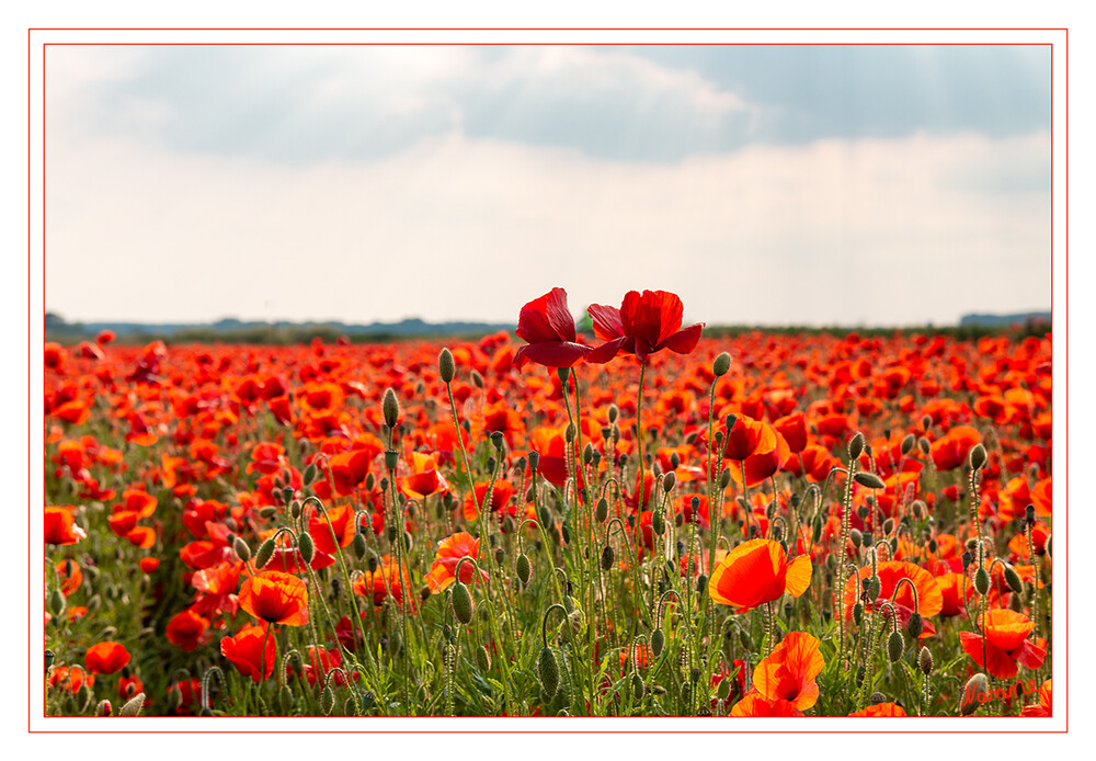 23 - Klatschmohnfeld
2021
Schlüsselwörter: roter Mohn