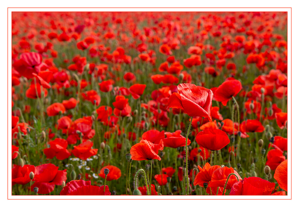 Klatschmohnfeld
Die Blütezeit reicht von Mai bis Juli. Die Blüten stehen einzeln, endständig auf dem Stängel. Die zwittrigen Blüten sind radiärsymmetrisch und vierzählig mit doppelter Blütenhülle. Die zwei behaarten Kelchblätter fallen beim Öffnen der Blütenknospe ab. Die Kronblätter sind in der Knospe unregelmäßig „zusammengeknautscht“. laut Wikipedia
Schlüsselwörter: roter Mohn