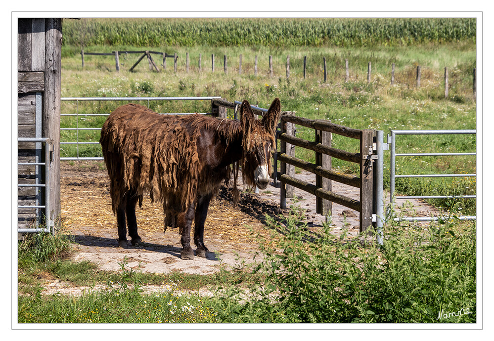 Schönes Münsterland- An der Stever
Konikpferde und Heckrinder fanden in der Steveraue ihr Zuhause. Danach wurden auch Poitou-Esel beheimatet. Genau diese Tiere durften wild und ohne menschliches Zutun die Steverlandschaft in eine naturnahe Aue verwandeln und den Weg bereiten, sodass sich die Natur vollkommen selbstständig entfalten konnte. Eisvögel, Störche und weitere Tierarten fanden so in den letzten 20 Jahren nach Olfen. laut olfen
Schlüsselwörter: Poitou-Esel