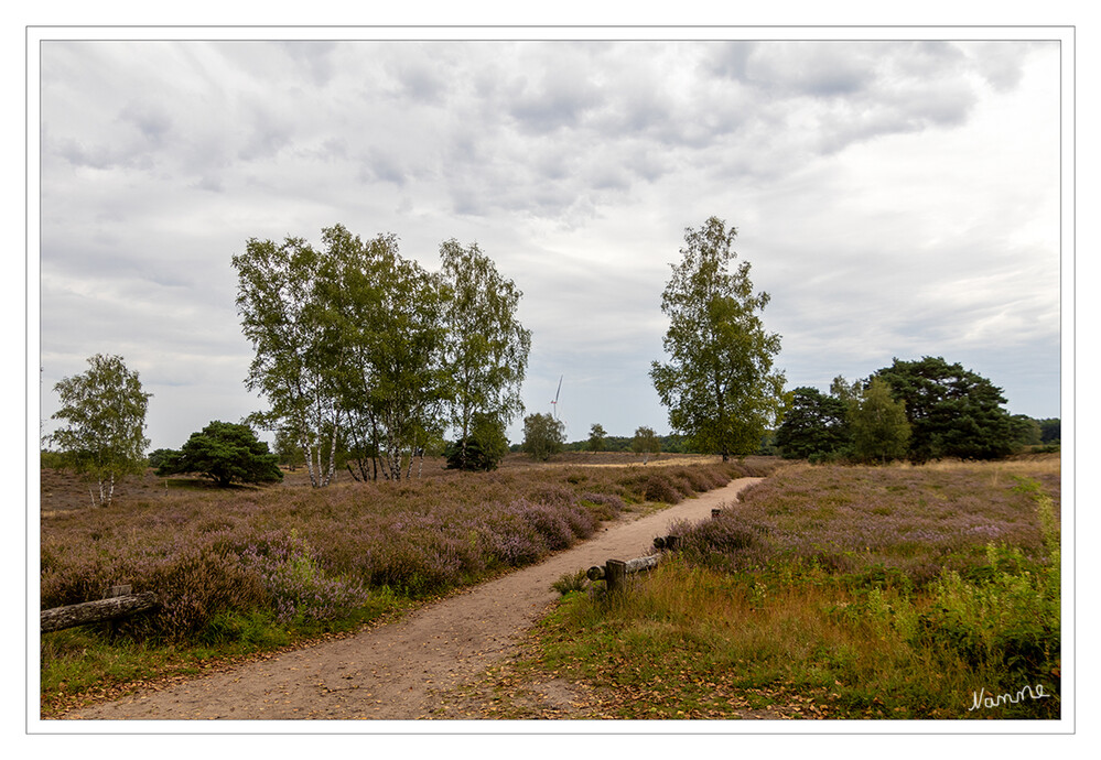 Münsterland - Westruper Heide
Als winziger Rest einer früher riesigen Heidelandschaft ist die Westruper Heide mit ca. 63 ha immerhin die größte Zwergstrauchheide Westfalens. Sie wurde 1936 unter Naturschutz gestellt, um die Ablagerung von Baggeraushub des Halterner Stausees zu verhindern. laut Nabu
Schlüsselwörter: 2023