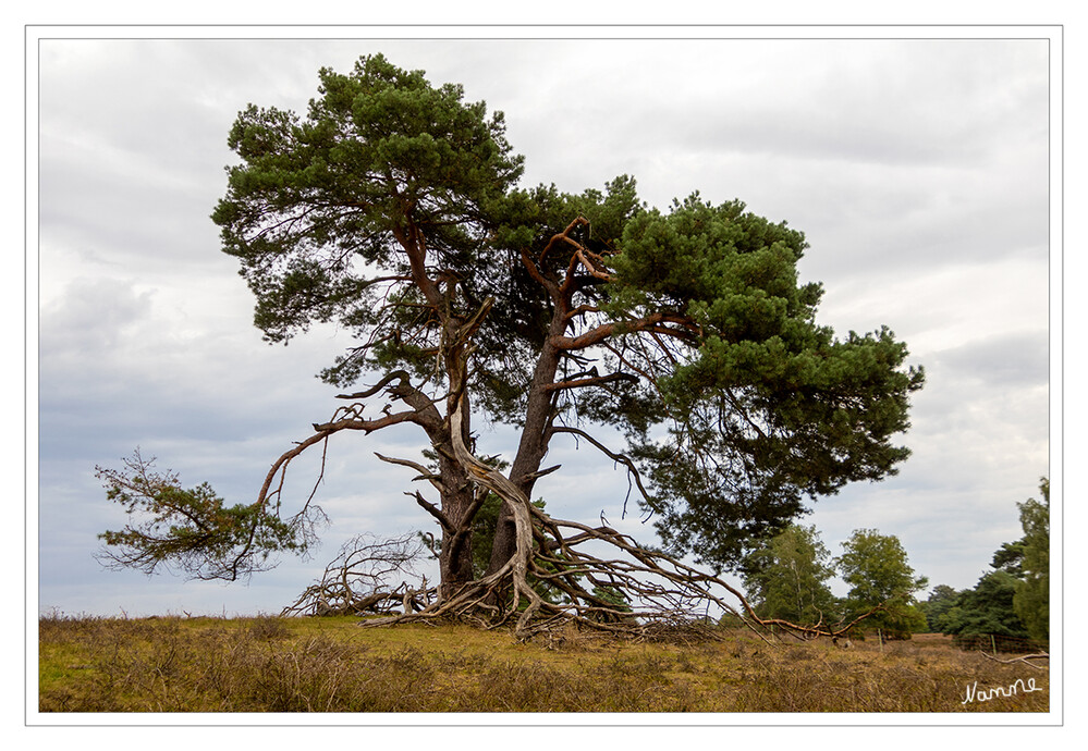 Münsterland - Westruper Heide
Vereinzelt stehen auch Bäume in der Heide.
Schlüsselwörter: 2023