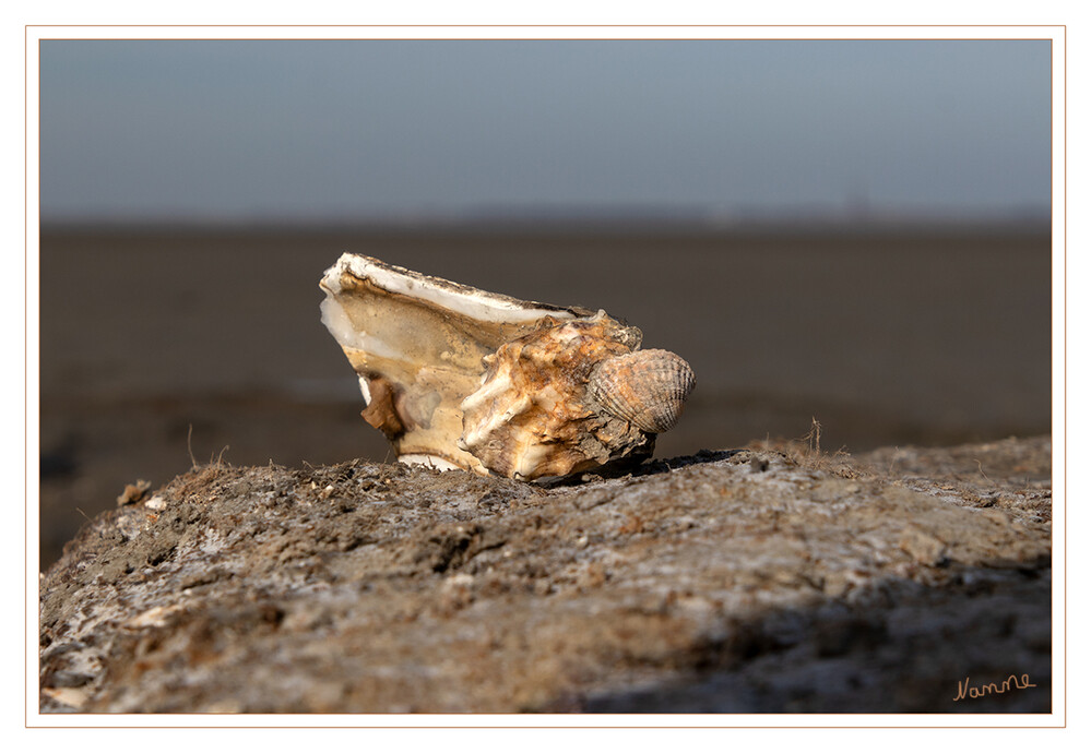 Halbe Auster
Die Pazifische Auster lebt in Küstengewässern in Tiefen von 4 bis 50 Metern. Sie bevorzugt felsigen Untergrund, akzeptiert aber auch schlammigen oder sandigen Boden mit Schalenbruchstücken oder lebenden oder toten Muscheln, auf denen sich die Larven festsetzen können. laut Wikipedia
Schlüsselwörter: Nordsee