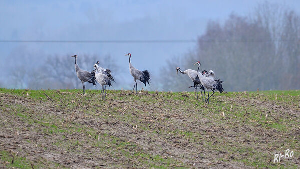 Auf dem Feld
Kraniche gelten auch als Vögel des Glücks. Steinbeck/NWM.
Schlüsselwörter: Ostsee