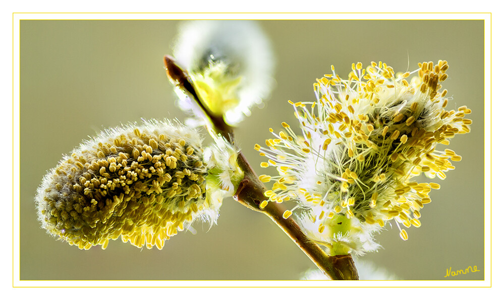 Weidekätzchen
Durch ihre frühe Blütezeit von März bis April ist das Weidenkätzchen eine der ersten wichtigen Nahrungsquellen für Bienen, Käfer, Raupen und Schmetterlinge. Sie bedienen sich am Nektar und an den Blättern.

