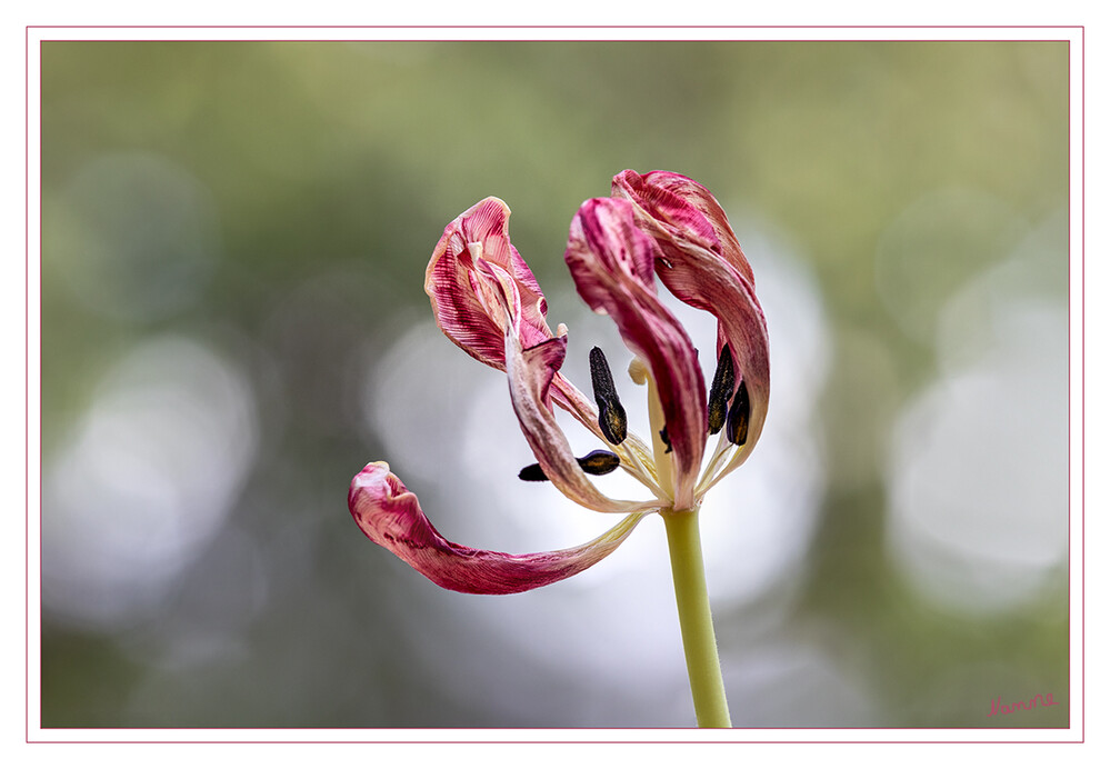 Verblüht
Schlüsselwörter: Tulpe; rot