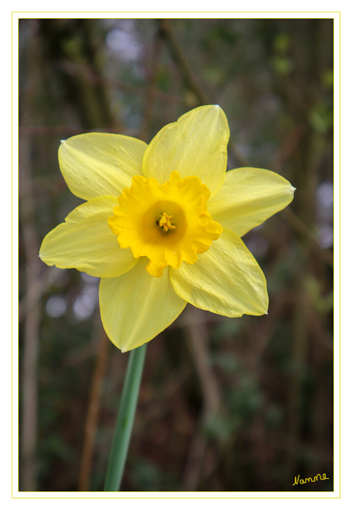 Narzisse
Die Narzissen bilden eine Pflanzengattung in der Unterfamilie der Amaryllidoideae innerhalb der Familie der Amaryllisgewächse. Die Art Narcissus pseudonarcissus wird oft auch Osterglocke genannt. Der natürliche Verbreitungsschwerpunkt liegt in Südwesteuropa und Nordwestafrika. laut Wikipedia
