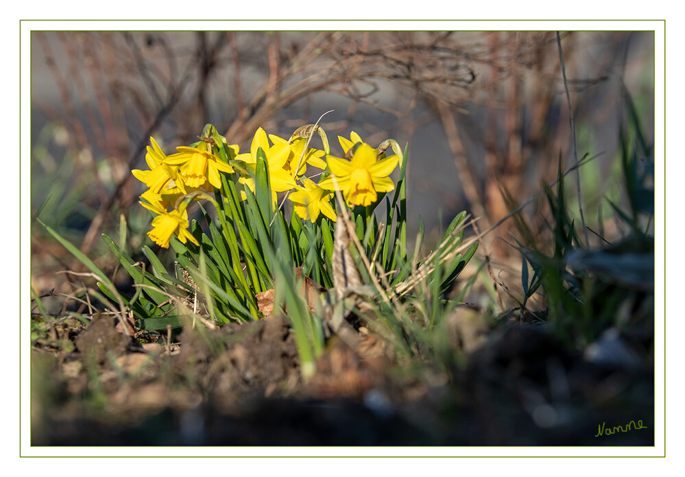 Die Farbe Gelb
Die Narzissen bilden eine Pflanzengattung in der Unterfamilie der Amaryllidoideae innerhalb der Familie der Amaryllisgewächse. Die Art Narcissus pseudonarcissus wird oft auch Osterglocke genannt. Der natürliche Verbreitungsschwerpunkt liegt in Südwesteuropa und Nordwestafrika.laut  Wikipedia
Schlüsselwörter: Narzissen