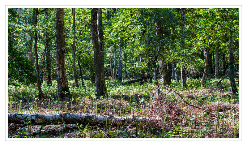 Pure Natur
Die Natur legt sich mächtig ins Zeug
Schlüsselwörter: Wald; Farn