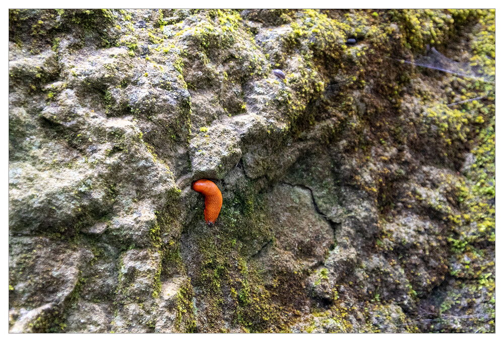 Naturfotografie "Wegschnecke im Felsen"
Marianne
Schlüsselwörter: 2024