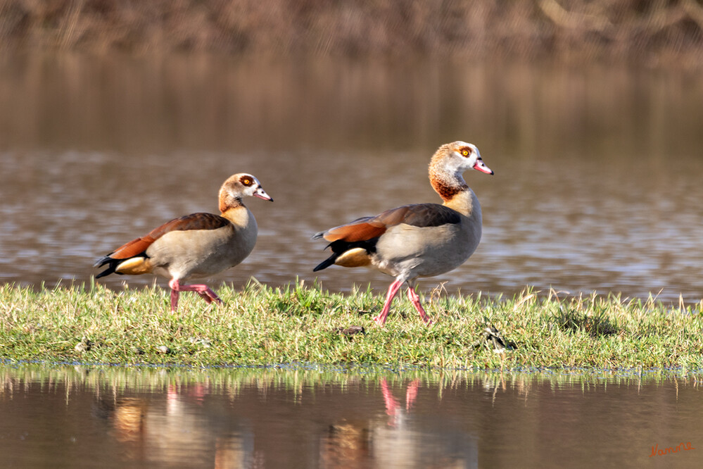 Überall Wasser
Die Nilgans zählt nicht zur heimischen Vogelwelt Deutschlands. Ihr natürliches Verbreitungsgebiet liegt – wie der Name vermuten lässt – in Afrika südlich der Sahara und Ägypten entlang des Nils. Die derzeitigen europäischen Vorkommen gehen auf Aussetzungen und Gefangenschaftsflüchtlinge im 20. Jahrhundert insbesondere in Großbritannien und den Niederlanden zurück. Sie gilt damit als sogenanntes Neozoon, also eine (definitionsgemäß: nach der Entdeckung Amerikas) mit menschlicher Hilfe angesiedelte Art.
laut Wikipedia
Schlüsselwörter: Nilgänse; Rhein