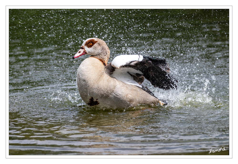 Badefreuden
Probleme mit Nilgänsen in Parks und Schwimmbädern oder auf landwirtschaftslichen Flächen rechtfertigen ebenfalls in keinem Fall überregionale Maßnahmen, mit dem Ziel den Bestand von Nilgänsen zu reduzieren. laut Nabu
Schlüsselwörter: Nilgans,