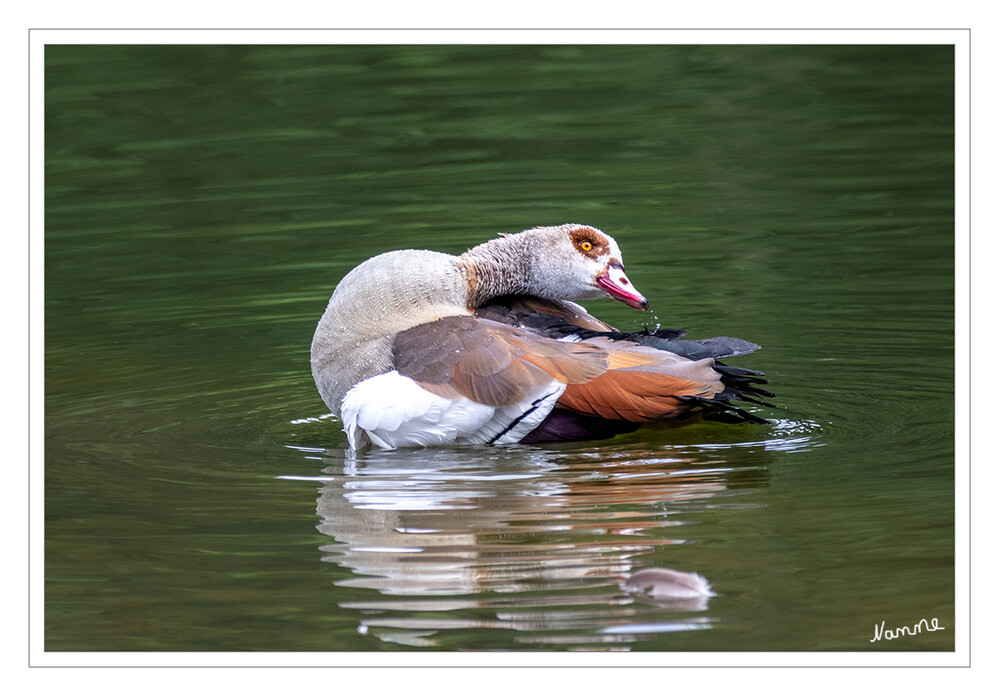 Ich mache mich schön
Beide Geschlechter der Nilgänse gleichen sich, nur ist das Männchen unwesentlich größer. Die vergleichsweise „bunte“ Färbung der adulten Tiere stellt sich mit etwa vier bis fünf Monaten ein, wenn sich Augen- und Brustfleck voll entwickelt haben. Neben der gewöhnlichen Färbung tritt auch eine etwas grauere Morphe auf, die verschieden stark ausgeprägt sein kann. Auch die Färbung des Schnabels variiert von blassrot bis tiefrot. laut Wikipedia
Schlüsselwörter: Nilgans,