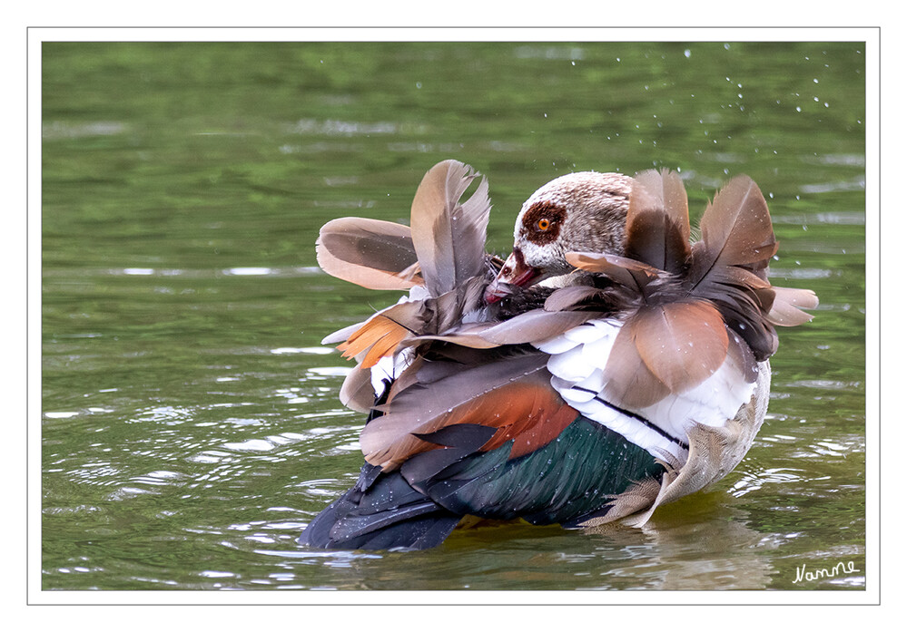 Ich mache mich schön
Die Nilgans (Alopochen aegyptiaca) ist der einzige rezente Vertreter ihrer Gattung und wird heute meist den Halbgänsen zugerechnet. Sie ist afrikanischen Ursprungs und lebt an nahrungsreichen subtropischen Binnenseen und Flüssen. Sie gilt als der häufigste afrotropische Entenvogel. laut Wikipedia
Schlüsselwörter: Nilgans,