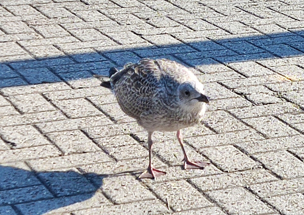 Tiere "Junge Möwe"
Norbert
Schlüsselwörter: 2022