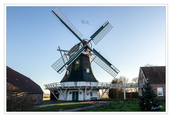 Neuharlingersiel - Seriemer Mühle
Der einstöckige Galerieholländer wurde 1804 erbaut. Nachdem das auf einem Walzenstuhl gemahlene Mehl immer weniger Absatz fand, weil es zu grau für die gestiegenen Ansprüche war, wurde die Feinmehlproduktion Anfang der 1950er Jahre eingestellt. Nunmehr wurde nur noch grob gemahlen, für Futtermittel war das ausreichend.
Dabei sorgte der Wind nur noch bis 1963 für den Antrieb. Danach übernahm die neuere Technik diese Aufgabe.

Nach der Stilllegung der Mühle wurde unverzüglich mit einer umfassenden Renovierung begonnen, was die Mühle vor dem Verfall bewahrte. laut nordsee-erleben.com
Schlüsselwörter: Nordsee; Neuharlingersiel