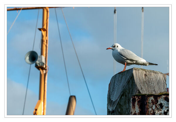 Lachmöwe
Schlüsselwörter: Nordsee;