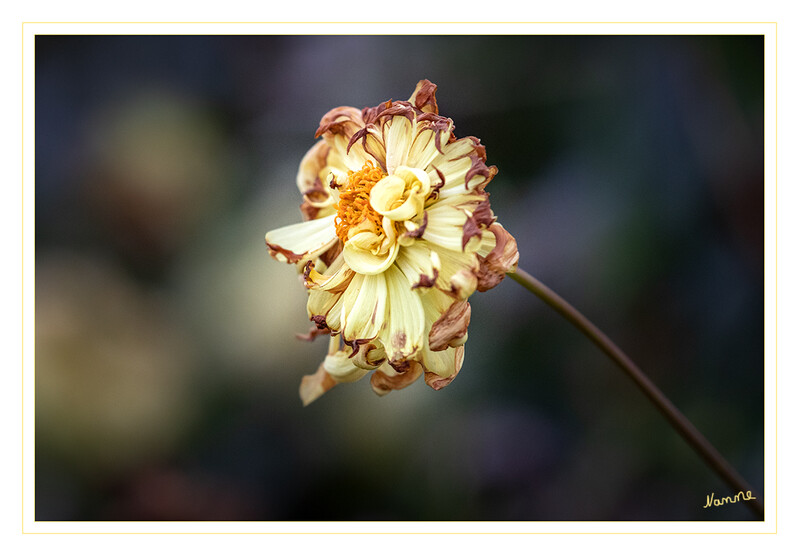 Novemberblüte
Dahlien haben ihre Blütezeit vom Sommer bis in den Herbst. Die genügsame, aber dekorative Blume gibt sich auch mit wenig Platz zufrieden und braucht lediglich einen guten Standort: möglichst viel Sonne, wenig Wind, keine Staunässe.
Schlüsselwörter: Dahlie; gelb