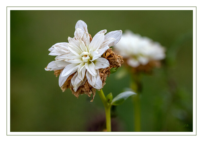 47 - Novemberblüte
2020
Schlüsselwörter: Dahlie; weiß