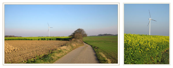 Novemberfeeling???
links die geernteten Rüben und im Hintergrund ein Senfblütenfeld.
Dient zur Gründüngung und als Schutz vor Bodenerosion im Winter 
