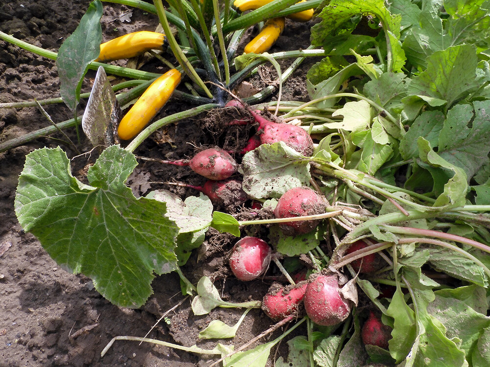Obst, und Gemüse "Tm Beet"
Perla
Schlüsselwörter: 2021
