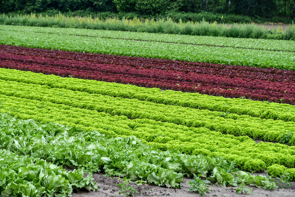 Obst und Gemüse "Salatköpfe, so weit das Auge reicht"
Roland
Schlüsselwörter: 2021