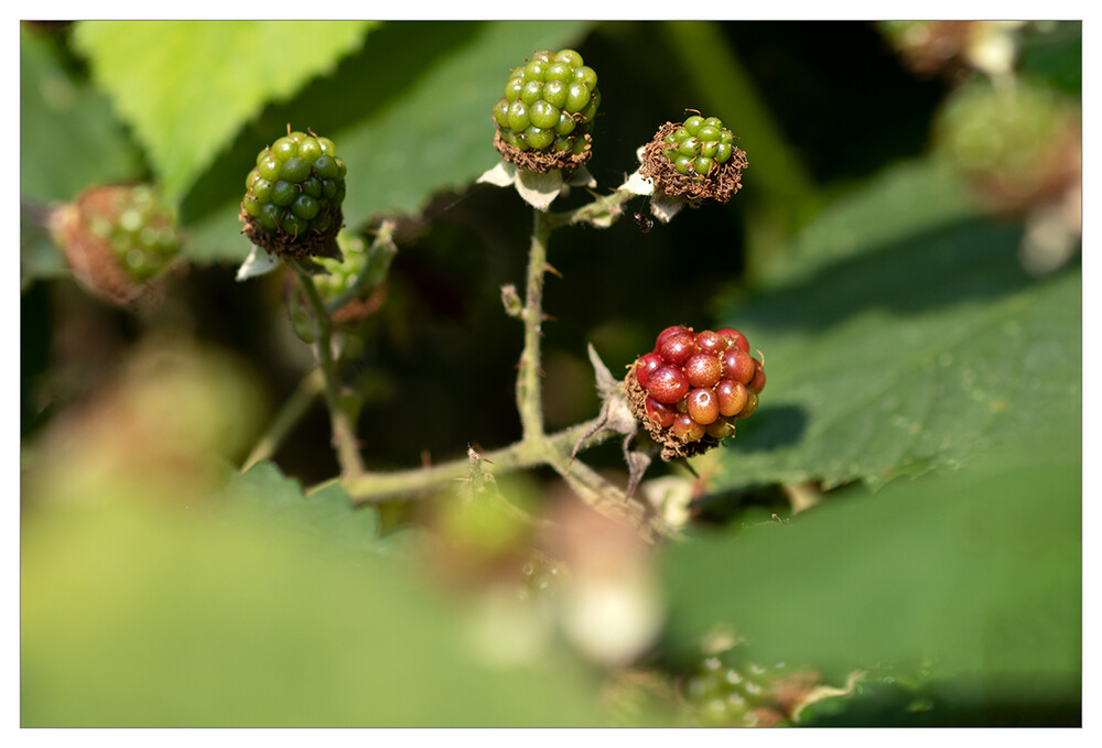 Obst und Gemüse " Brombeeren"
Marianne
Schlüsselwörter: 2021