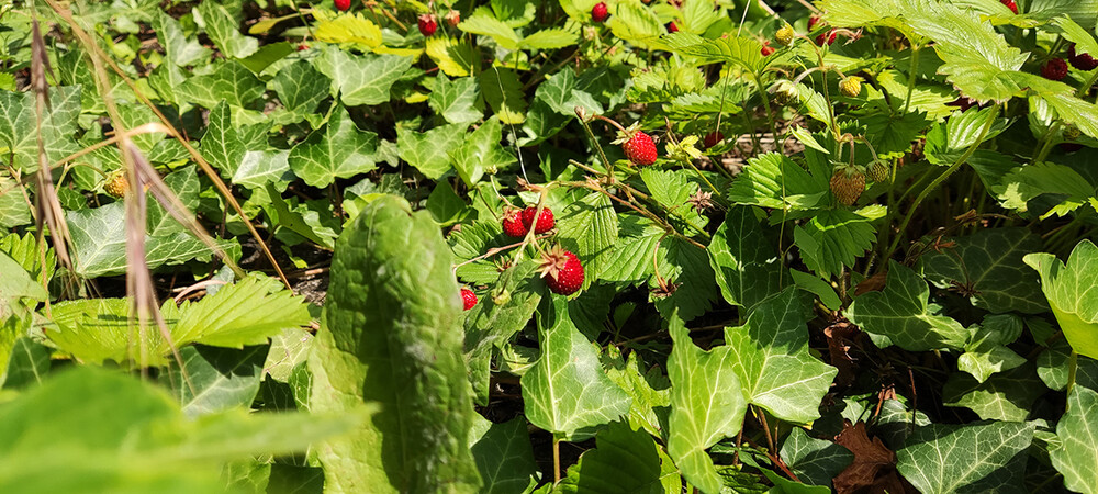 Obst und Gemüse "Wilderdbeeren im Garten"
Norbert
Schlüsselwörter: 2021