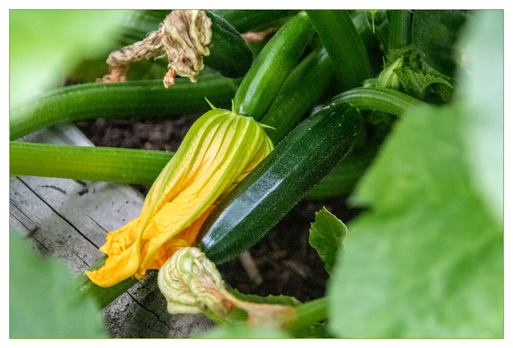 Obst, und Gemüse "Zucchini"
Marianne
Schlüsselwörter: 2021