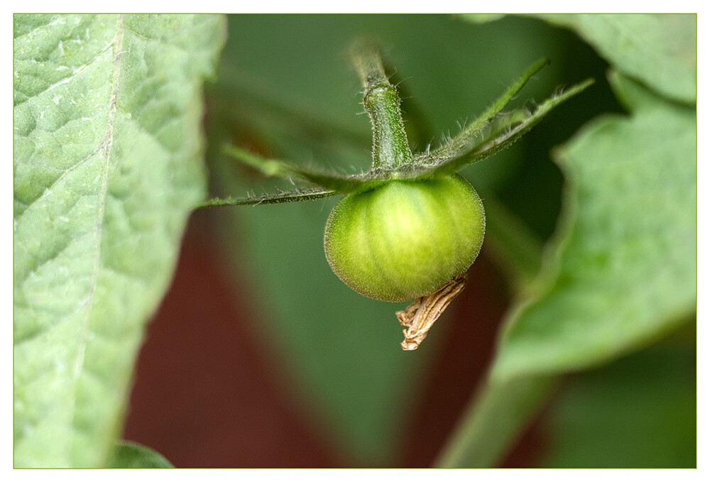 Obst und Gemüse " Noch grüne Tomate"
Marianne
Schlüsselwörter: 2021