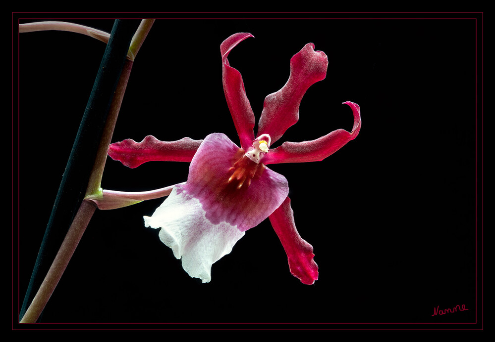 3 - Um die Ecke geschaut
Die Orchideenart Cambria ist das Ergebnis aus langer Züchtungsarbeit und vereint die Vorzüge verschiedenster Orchideen in sich. Der belgische Orchideenzüchter Vuylstekera unternahm als erster den Versuch, verschiedene Arten miteinander zu kreuzen. Die daraus entstandene Hybride trägt somit aus diesem Grund teilweise seinen Namen. laut pflanzen-koelle
2022
Schlüsselwörter: Orchidee