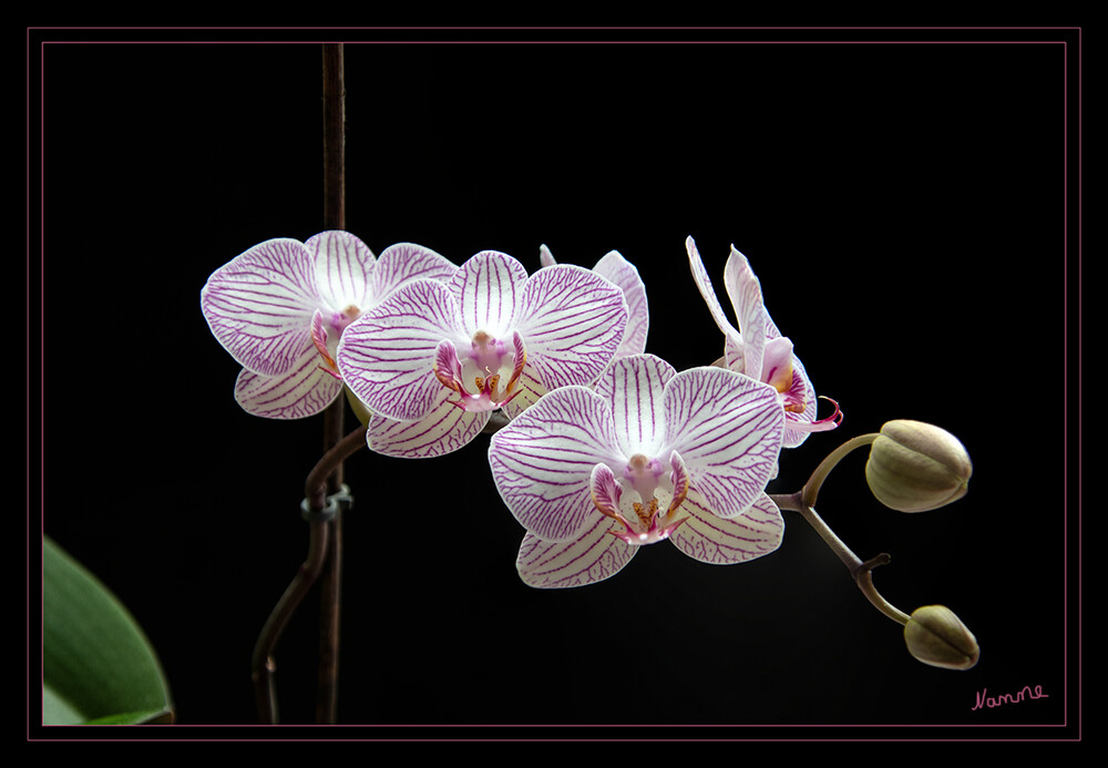 Orchidee gestreift
Die Blüten der meisten Orchideenarten zeichnen sich dadurch aus, dass sie sich von der Knospenbildung bis zur Blütenentfaltung um 180° drehen. Dies wird als Resupination bezeichnet. laut Wikipedia
Schlüsselwörter: 2022