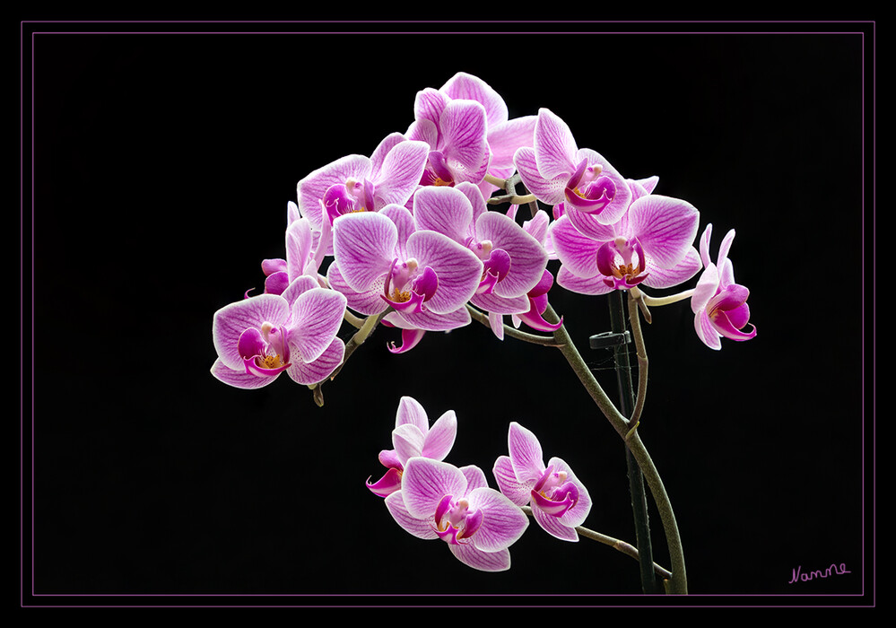 Miniorchidee
in völler Blüte
Die Blütenstände der Orchideen sind in der Regel traubenförmig, an denen sich je nach Art bis zu hundert und mehr Blüten ausbilden können. Wachsen verzweigte Blütenstände (rispenförmig), so ist die Traubenform jeweils an den äußersten Zweigen zu finden. laut Wikipedia
Schlüsselwörter: 2022