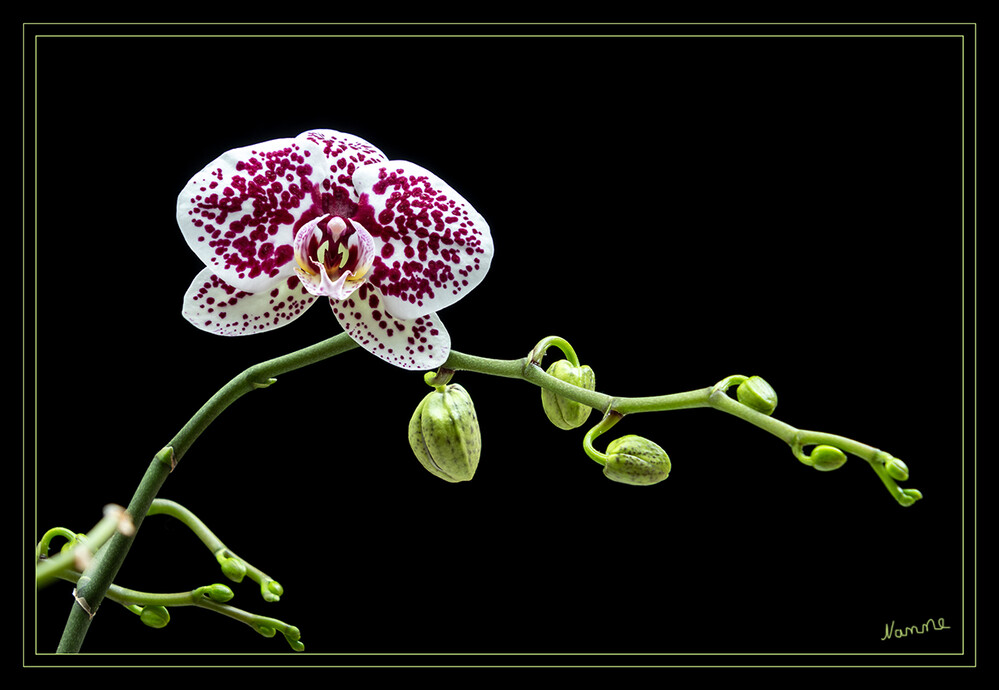 Gepunktete Orchidee
Keine andere Pflanzenfamilie hat ein solches Spektrum, was Formen und Farben der Blüten anbelangt, wie die Familie der Orchideen. Die Größe der Blüten variiert von einigen Millimetern (Beispiel Lepanthes calodictyon) bis zu 20 Zentimetern und mehr pro Blüte (Beispiel Paphiopedilum hangianum). Das Farbspektrum reicht dabei von zartem Weiß über Grün- und Blautöne bis zu kräftigen Rot- und Gelbtönen. Viele der Orchideenblüten sind mehrfarbig. laut Wikipedia
Schlüsselwörter: 2022