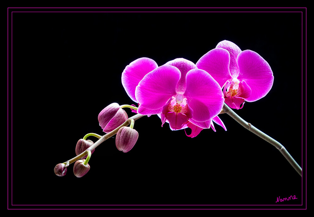 Orchidee in pink
Schlüsselwörter: 2022