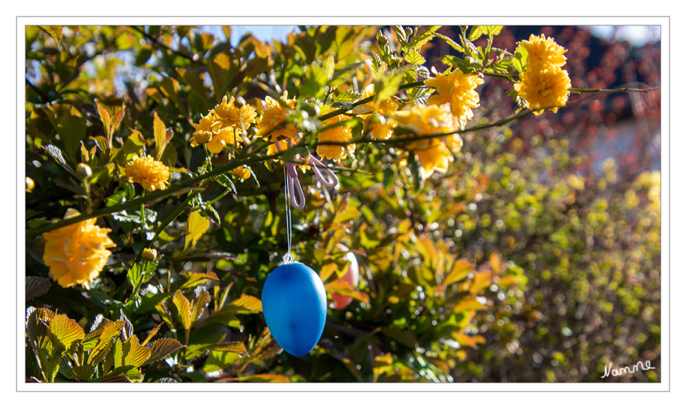 Festlich geschmückt
Die Tradition, zu Ostern bemalte Eier an die Bäume zu hängen, entstand im deutschsprachigen Raum etwa in den 1960er Jahren. Eier galten schon in antiken Kulturen und Religionen als Zeichen der Fruchtbarkeit und Wiedergeburt und damit im Grunde als Sieg des Lebens über den Tod. Dieses Symbol passt noch heute gut zum Frühling, in welchem die Vegetation plötzlich wieder neu zum Leben erwacht. lt..baumpflegeportal
Schlüsselwörter: 2026