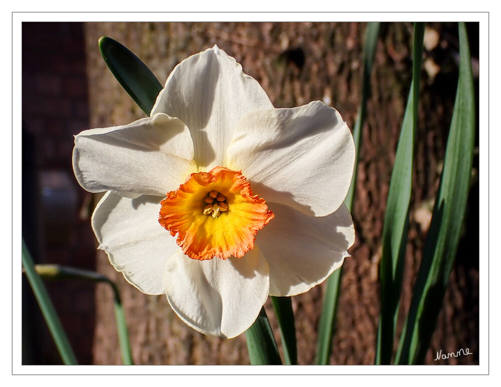 Osterglocke
Die Gelbe Narzisse, auch Osterglocke oder Osterglöckchen, Falscher Narzissus, Trompeten-Narzisse oder regional Aprilglocke, Märzglocke bzw. Märzenbecher genannt – im Grimmschen Wörterbuch noch Märzbecher – ist die bekannteste Pflanzenart aus der Gattung der Narzissen innerhalb der Familie der Amaryllisgewächse. laut Wikipedia
