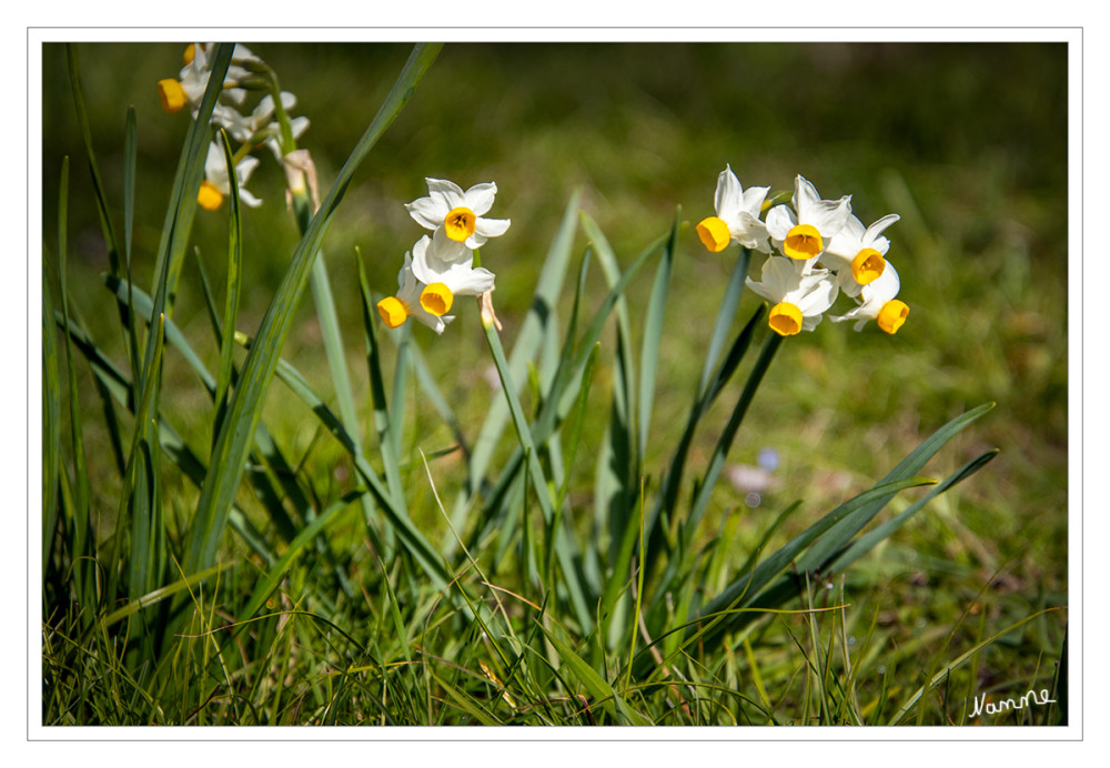 Kleine Osterglocke
oft Zwerg-Narzissen oder Mini-Narzissen genannt, sind charmante Frühlingsblüher (ca. 10–25 cm). 
Schlüsselwörter: 2026
