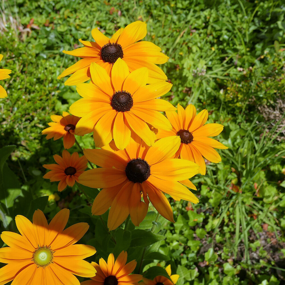 Alles was blüht "Rauer Sonnenhut"
(Rudbeckie hinta)    
Norbert
Schlüsselwörter: 2021