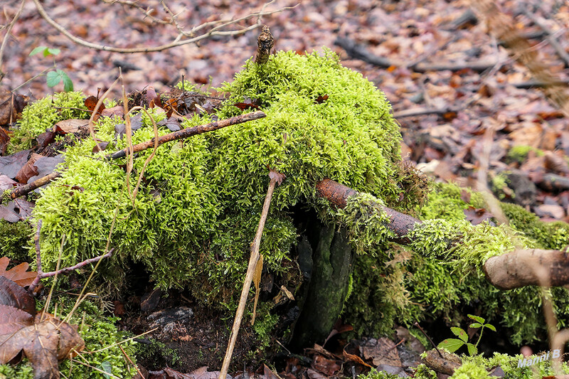 Grün
Schlüsselwörter: Wald; 2021