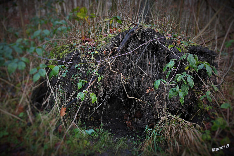 Waldgeisthöhle
Schlüsselwörter: Wald; 2021