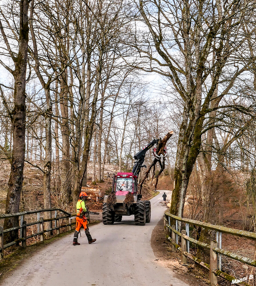 Baumarbeiten
Schlüsselwörter: Sauerland