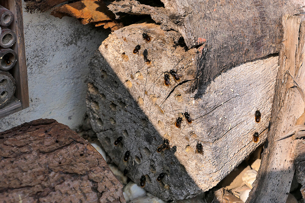 Frühlingserwachen "Kaum geschlüpft"
wird schon der Wildbienen- Nachwuchs für das nächste Jahr in der Baumscheibe platziert.
Manni
Schlüsselwörter: 2021