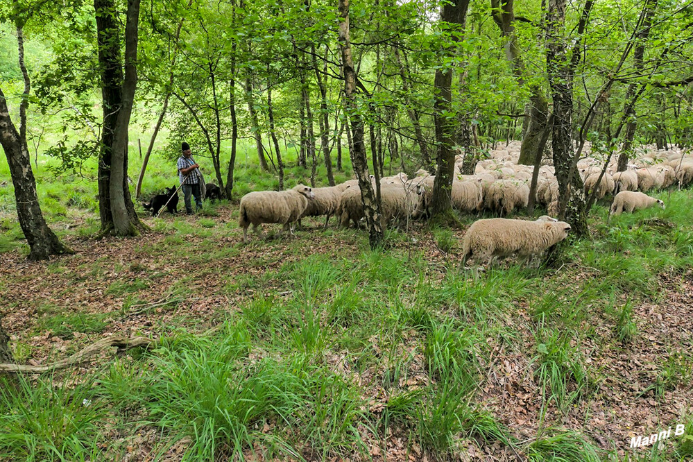 Radtour v. Brüggen in den Elmpter Bruch
Heidelandschaft
